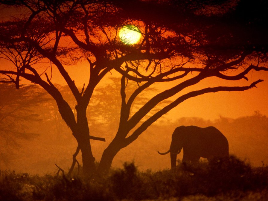 Слон - африка, слон, закат - оригинал