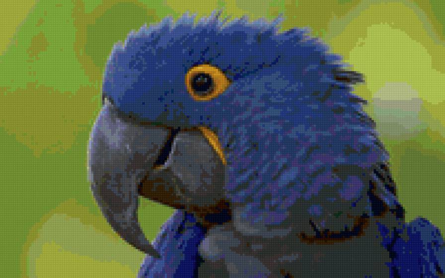 Попугай - синий, попугай - предпросмотр