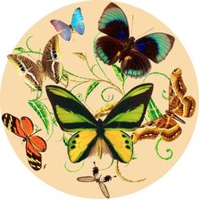 Оригинал схемы вышивки «бабочки» (№114791)