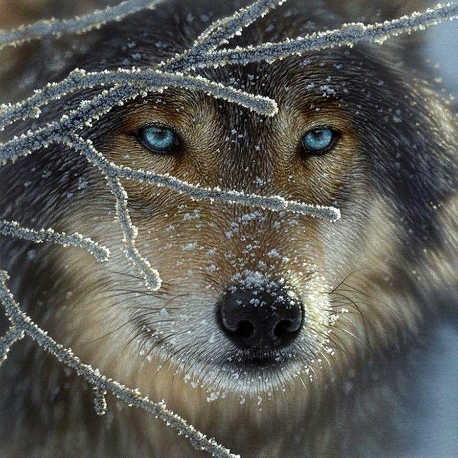 Волк зимой - животные, волк - оригинал