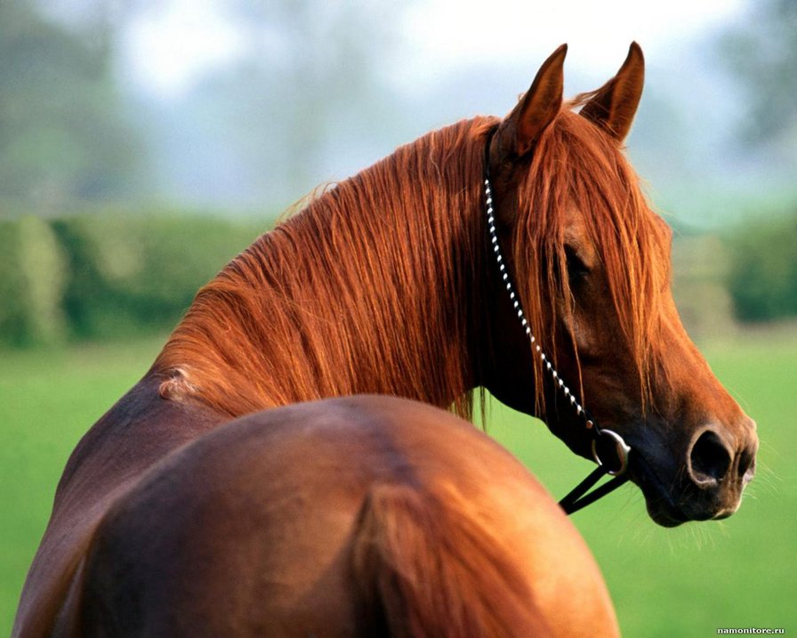 "Красавчик" - конь, животные - оригинал