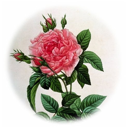 роза - цветок, подушка - оригинал