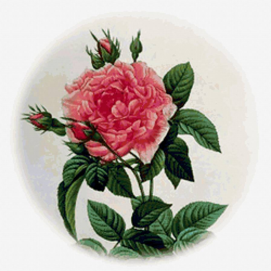 роза - цветок, подушка - предпросмотр
