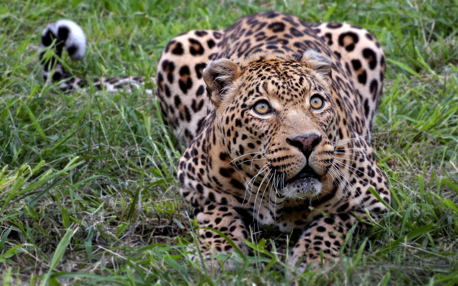 Леопард на охоте Серия "Дикие кошки" - животные, леопард - оригинал