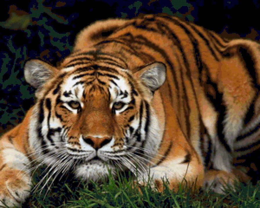 Серия "Дикие кошки"  Тигр - животные, тигр - предпросмотр