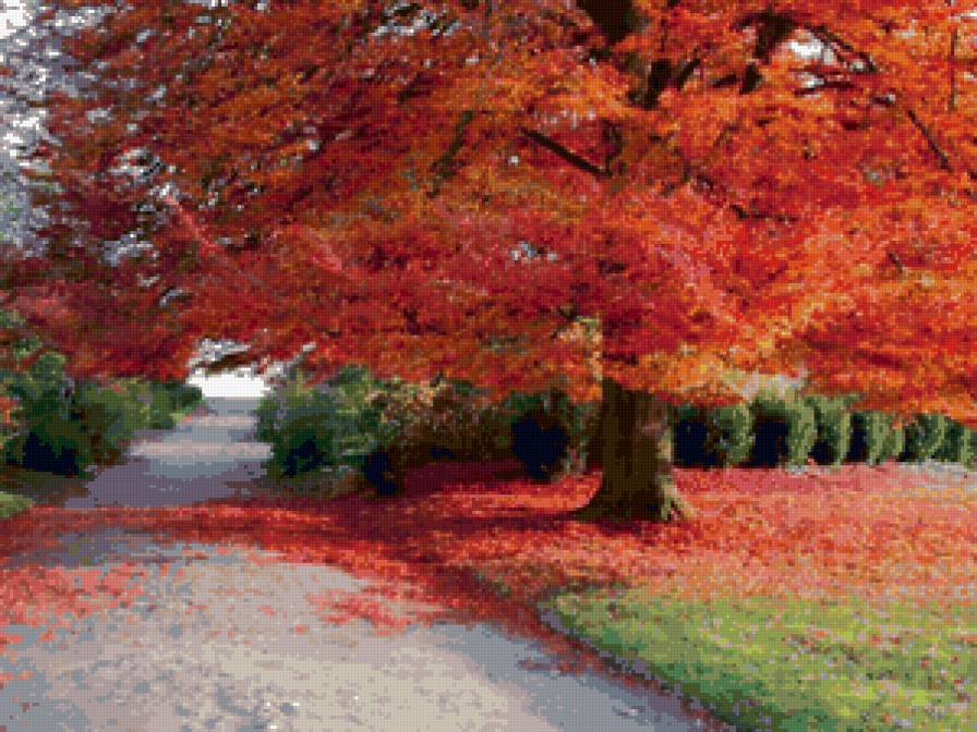 Осеннее дерево - дерево, осень, природа, пейзаж, листья - предпросмотр