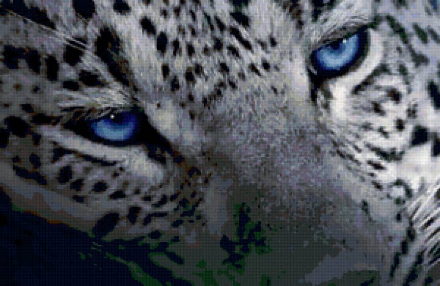 Голубоглазый леопард - кошки, леопарды, животные - предпросмотр