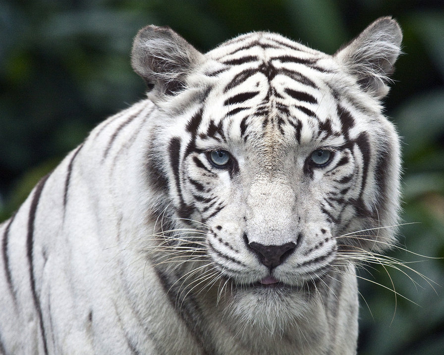 Белый тигр - белый тигр, тигр, кошка - оригинал