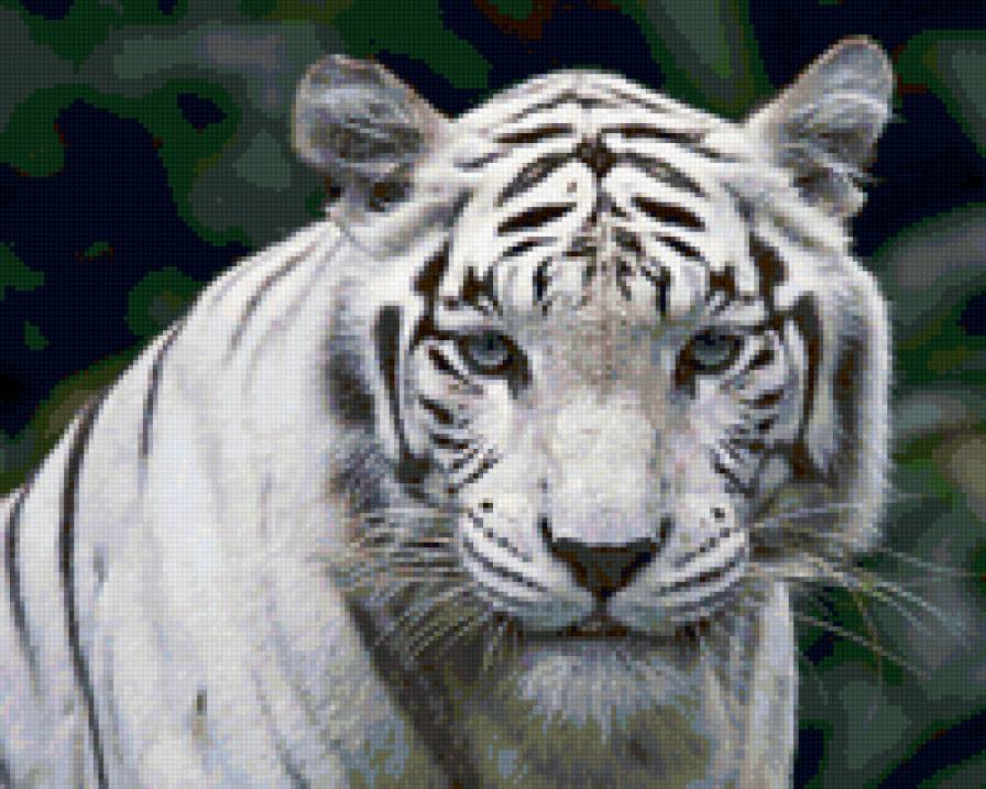 Белый тигр - белый тигр, тигр, кошка - предпросмотр