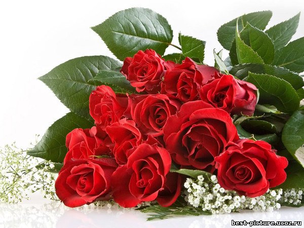 букет роз - цветы, розы, букет - оригинал