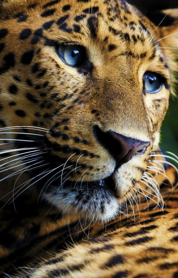 Леопард - животные, дикая кошка, леопард - оригинал