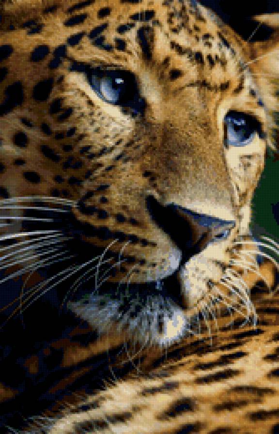 Леопард - дикая кошка, животные, леопард - предпросмотр