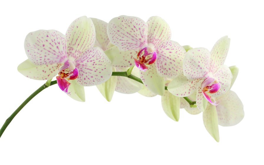 орхидея - нежность, веточка, цветы - оригинал