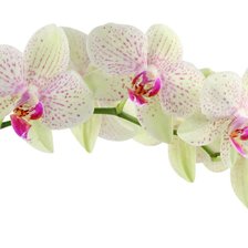 Оригинал схемы вышивки «орхидея» (№117177)