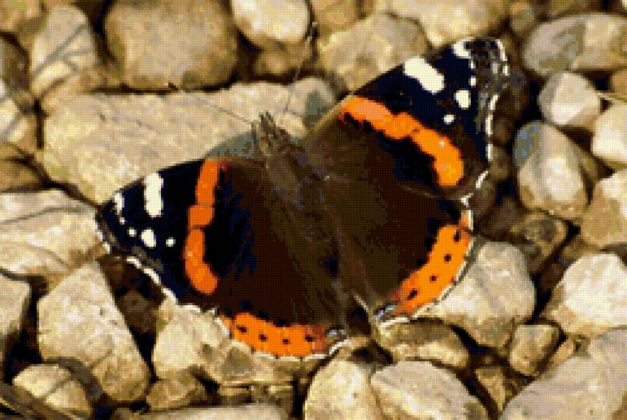 №117255 - бабочки - предпросмотр