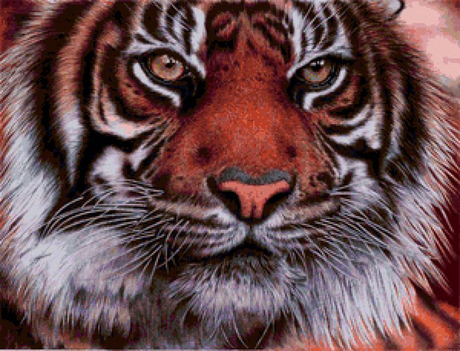 Серия "Большие кошки" - кошки, животные, тигры - предпросмотр