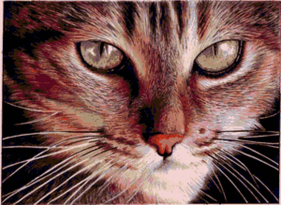 Серия "Кошки" - кошки, животные - предпросмотр