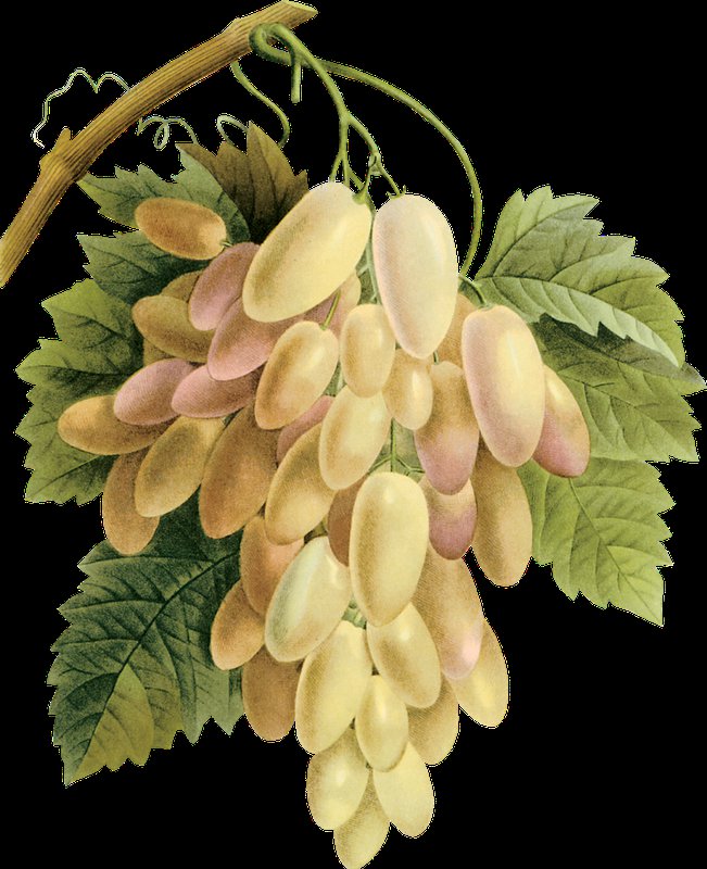 Белый виноград - фрукты - оригинал