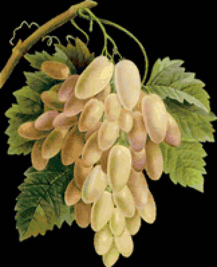 Белый виноград - фрукты - предпросмотр