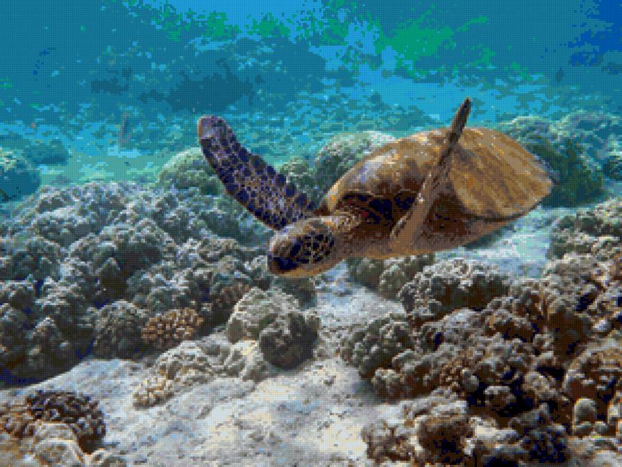 Черепаха - океан, черепаха, вода - предпросмотр