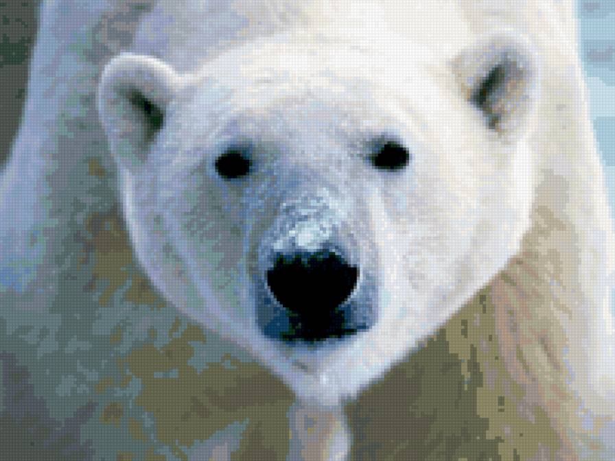 Белый медведь - животные, белые медведи, медведи - предпросмотр