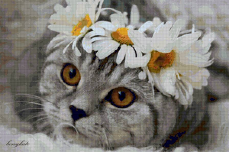А я люблю ромашки... - кот, кошка, цветы, животные - предпросмотр