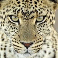 Оригинал схемы вышивки «Взгляд леопарда Серия "Дикие кошки"» (№118780)