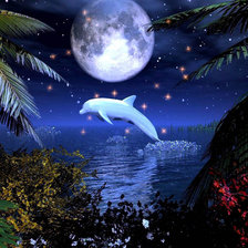 дельфин в ночи