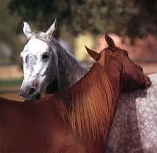 Пара лошадей