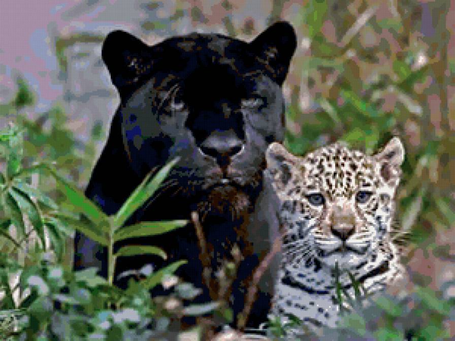Дикие кошки - леопарды, кошки, животные - предпросмотр