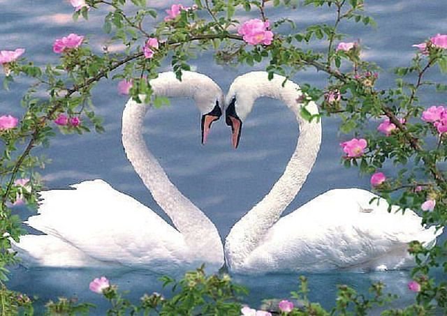 Лебединая любовь - любовь, лебеди - оригинал