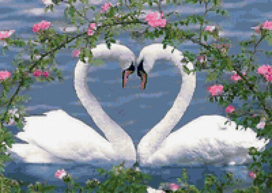 Лебединая любовь - лебеди, любовь - предпросмотр