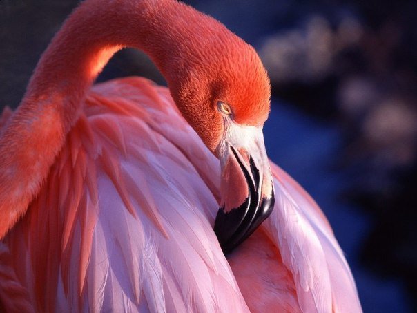 Серия "Птицы" - птицы, фламинго - оригинал