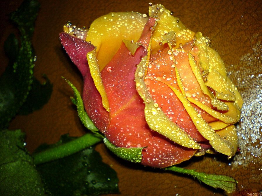 желтая роза - цветы - оригинал