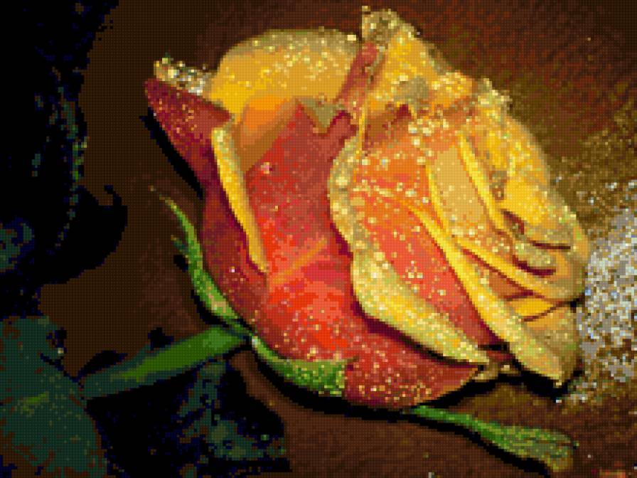 желтая роза - цветы - предпросмотр