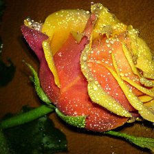 Оригинал схемы вышивки «желтая роза» (№120113)