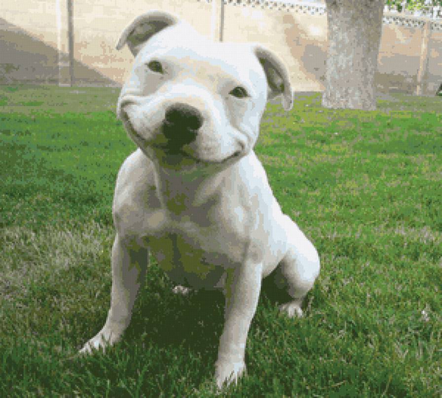 Собака-улыбака=) - стаффи, собака, стаффордширский бультерьер - предпросмотр