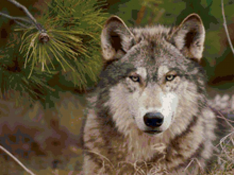Волк - волк, хищник, животные - предпросмотр