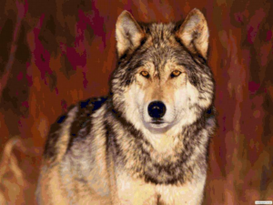 Волчище - животные, волк - предпросмотр