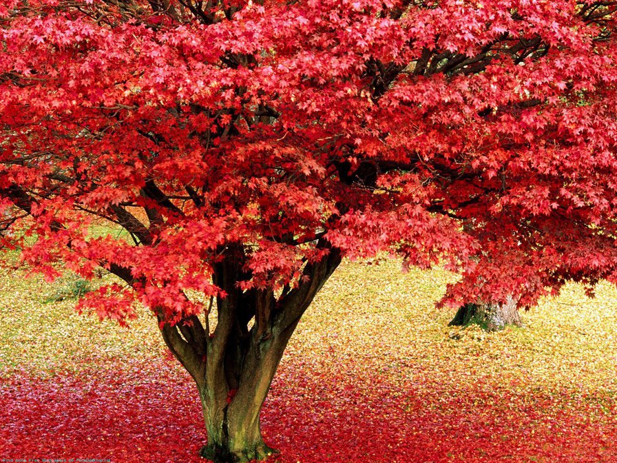 Дерево осени - осень, деревья - оригинал