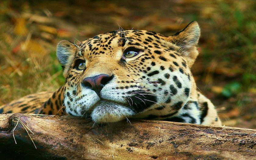 Нехочуха...  Серия "Дикие кошки" - взгляд, леопард, животные - оригинал