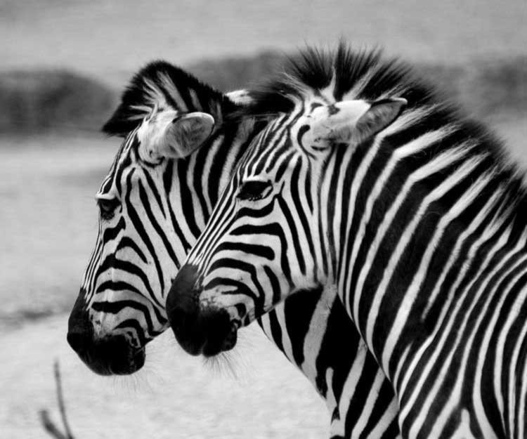 Две зебры - животные, зебра - оригинал