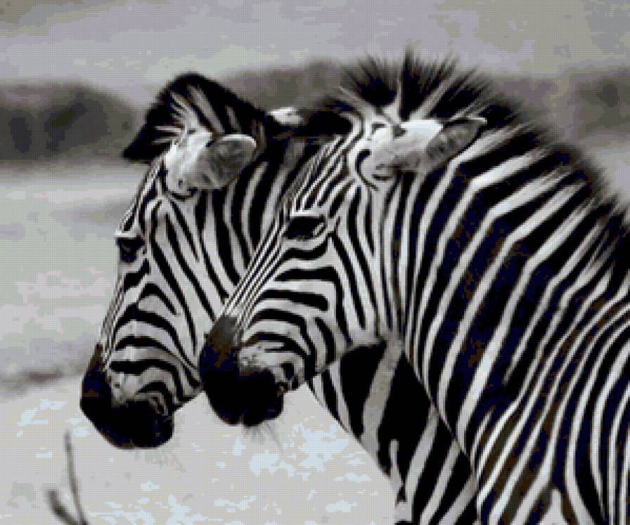 Две зебры - зебра, животные - предпросмотр