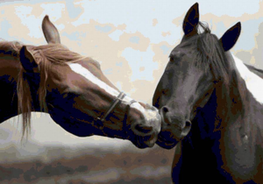 Нежность лошадей - животные, лошадь, конь - предпросмотр