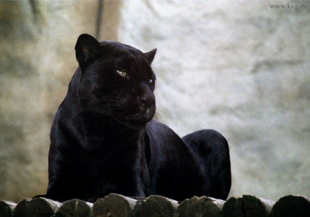 чорна пантера - желание, , кошка, покорность, спокойствие - оригинал