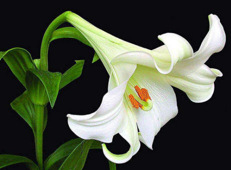 Белая лилия - лилия, цветок - оригинал
