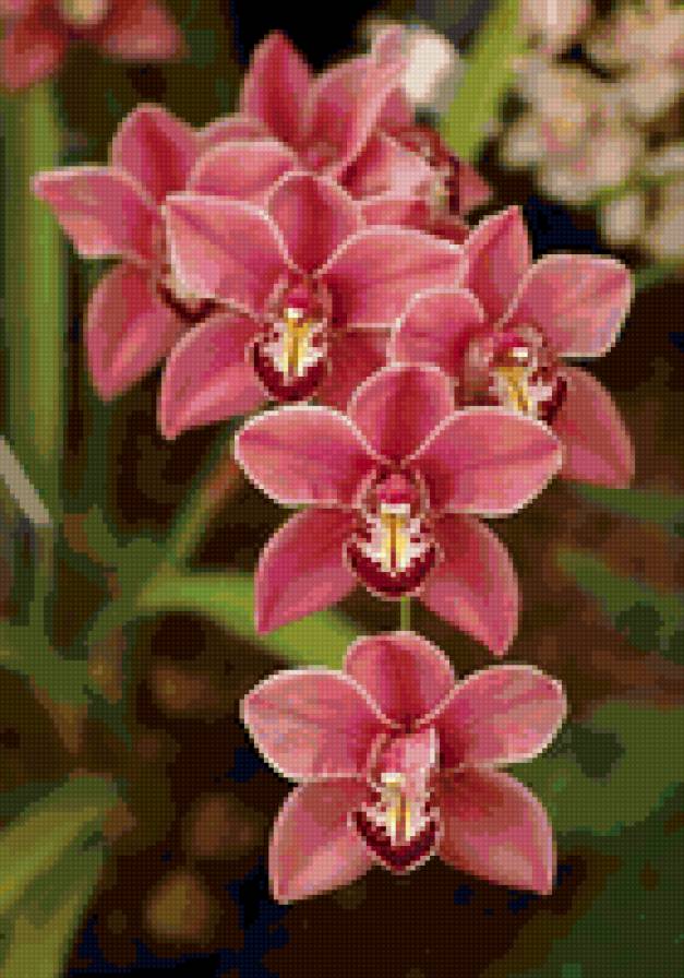 Орхидеи - цветок, орхидеи - предпросмотр
