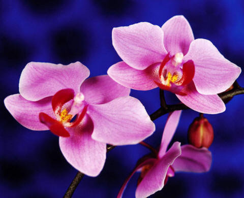 Орхидеи - цветок, орхидеи - оригинал