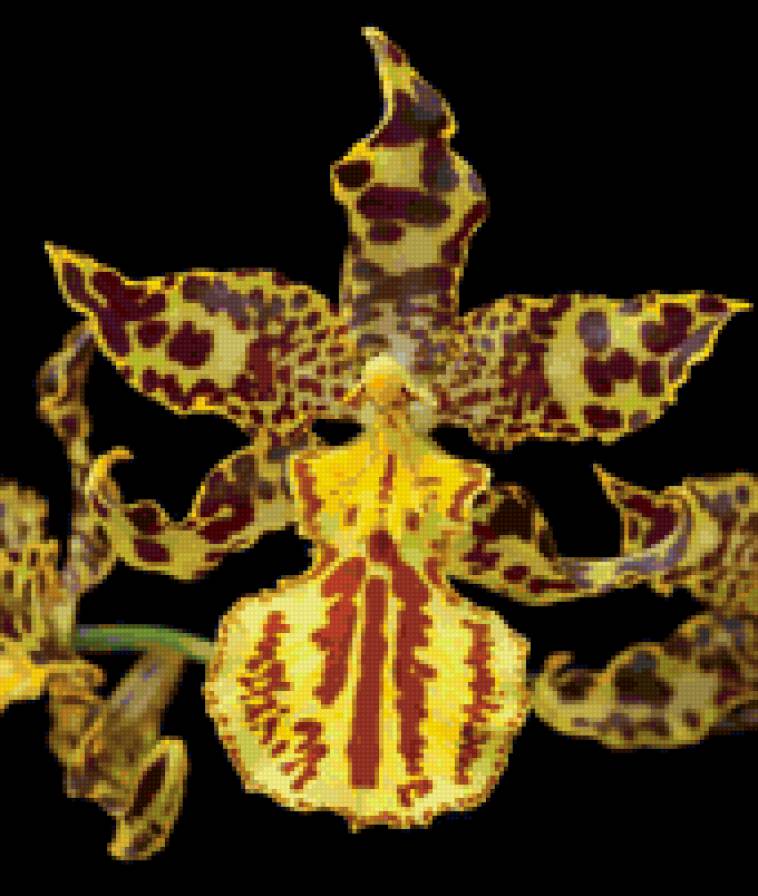 Леопардовая орхидея - цветок, орхидея - предпросмотр