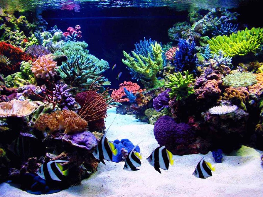 риф - кораллы, рыбки, риф - оригинал